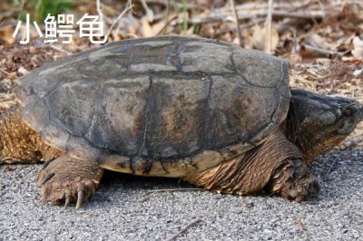 鳄龟是不是鳄鱼和乌龟杂交产生的，其实只是外观近似鳄鱼