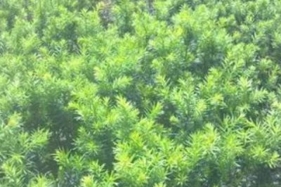 红豆杉的繁殖技术，可有性繁殖也可无性繁殖