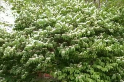 金银木如何繁殖,可播种也可扦插