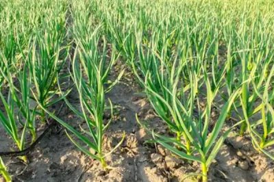 大蒜不出蒜苔的原因，可能是品种原因或缺乏养分所致