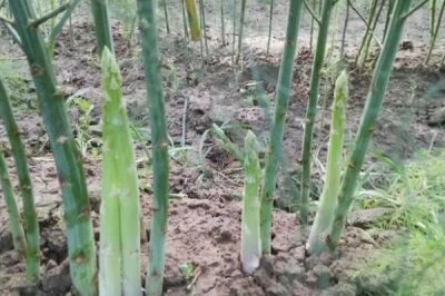 芦笋怎么选种,选择优良品种尤为关键