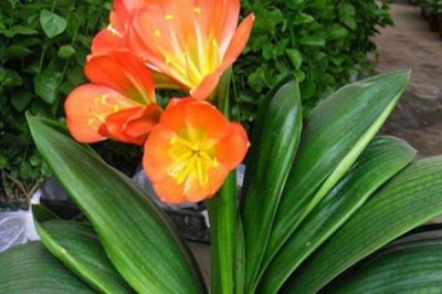 养殖君子兰用什么土壤,以疏松多孔、松散蓬松的土壤为宜