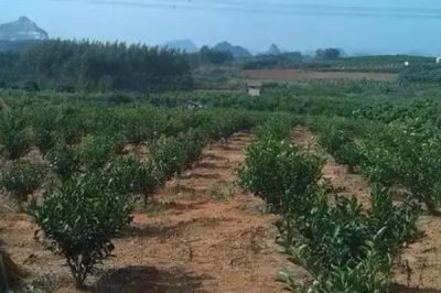 沙糖桔的生长环境,高温不利于沙糖桔的生长发育