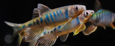 宽鳍鱲和马口鱼有什么区别，宽鳍鱲的胸鳍有黑色斑点