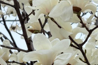 玉兰花的寓意，寓意忠贞爱情、知恩图报等