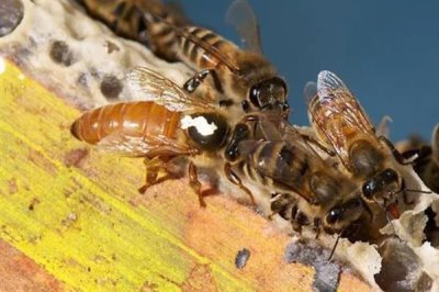 将两群蜂合并成双王群的方法,将蜂群转移到蜂箱两侧再喷洒蜂蜜水可混淆群味
