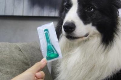 狗狗体内外驱虫方法,可以使用滴剂或者喷剂