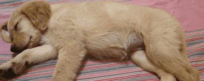 狗胀气的原因,可能是饮食不当或缺乏运动等