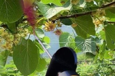 猕猴桃的授粉方法，为确保产量以人工授粉为主