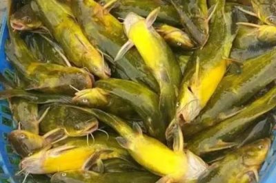 黄骨鱼是什么鱼,是一种常见的淡水鱼