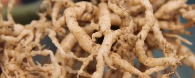 如何防治根结线虫,首先要选择基质育苗