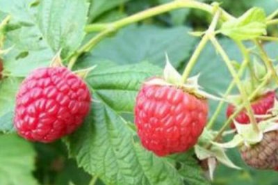 种植树莓的利润,夏果型品种的亩收益为4000元左右