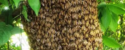 中华蜜蜂怎么养殖,温度较高时要在蜂箱四周洒水降温