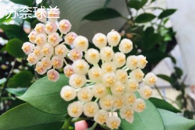 球兰什么时候换盆好，一年四季都可以换盆