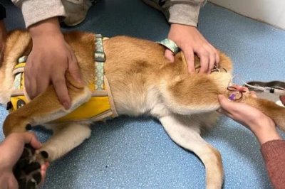 狗狗贫血的原因,可能是饮食不当或先天性疾病等原因导致的