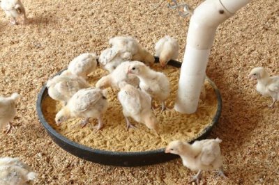 小鸡养多久能长大,不同品种的生长周期不同