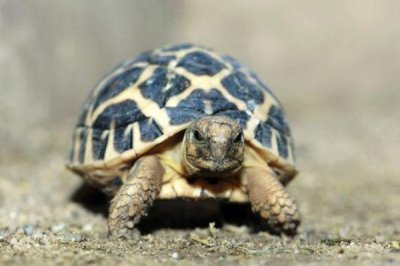 印度星斑陆龟好不好养,饲养难度较大