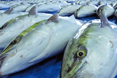 什么是鰤鱼,属于鲹科、鰤属海洋鱼类的统称