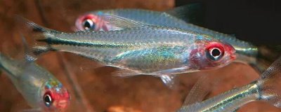 红鼻剪刀鱼好不好养,是一种比较好样的鱼
