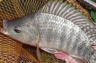 罗非鱼的饲养管理方法，每日喂食后要及时打捞食物残渣