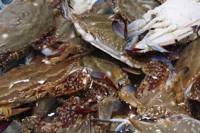 梭子蟹一年有几次渔期，每年春季、秋季各有一次渔期