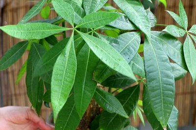 摆放发财树的禁忌，不可放在横梁下、茶几旁、卫生间等地方