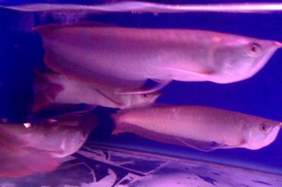 银龙鱼沉底奄奄一息的原因,可能是因为它受到了惊吓
