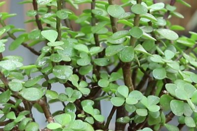 金枝玉叶掉叶原因，水分过多、缺少光照、盆土不适均会导致叶片掉落