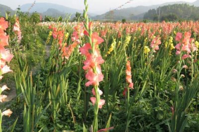 剑兰如何养殖以及要注意什么,适当增温可缩短栽培周期