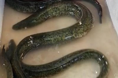 花鳗鱼的价格,一斤需要6-8元左右