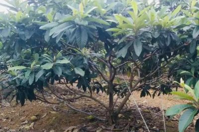 如何培育良种枇杷,关键是要修枝促梢