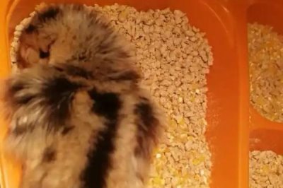 让小鸡快速睡着的方法，尽可能给予安全感