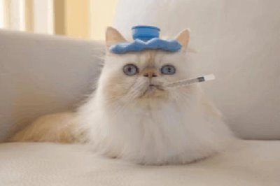 猫间歇性发烧的原因,可能是细菌、病毒或真菌感染、身体创伤等