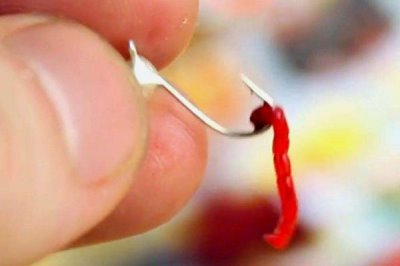 红虫颗粒饵料的挂钩方法,用鱼钩挂住皮筋即可