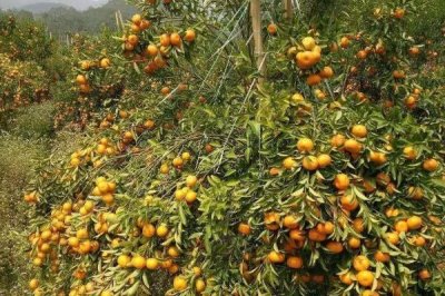 金桔的种植方法，通常在春秋两季播种