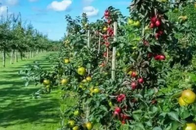 杨梅保花保果的方法,盛花期可喷施赤霉素