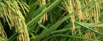 13香优1918水稻种子特点，秧田亩播种量10千克左右