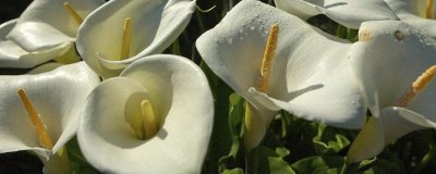马蹄莲为何不开花,可能是缺光、施肥或浇水不当造成