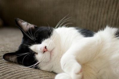 猫咪黑下巴怎么治，可涂抹含有氧氟沙星等成分的药物