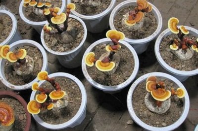 灵芝盆景的养殖环境，喜欢高温的环境