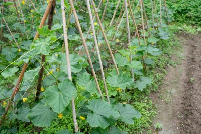秋黄瓜的种植时间,8月初苗期可避开暑期高温