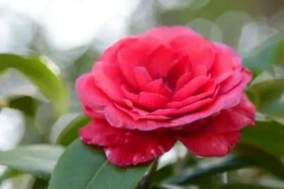 花朵大的茶花品种,有的品种花径可达15厘米