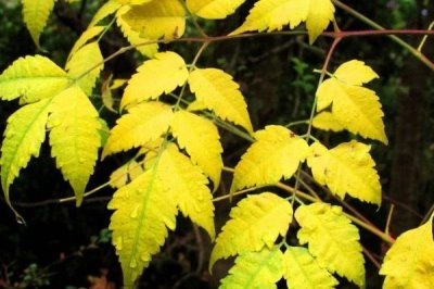 鹅不能吃什么植物,不能吃臭椿叶、灰灰菜、楝树叶等