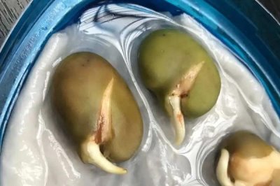 蚕豆种子的发芽过程,最先长出来的是胚根