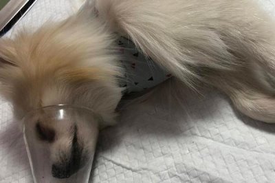 感染犬瘟热的四类疾病类型,首先是呼吸道的疾病症状