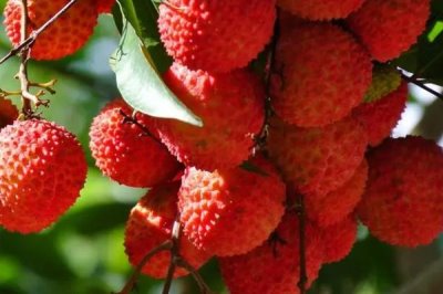 挂绿荔枝几月份上市,6月下旬至7月上旬成熟上市