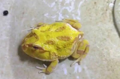 角蛙怎么饲养,每隔2天换一次水