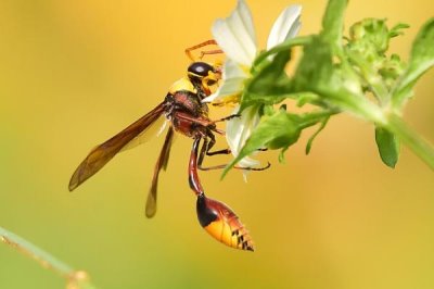 细腰蜂吃不吃蜘蛛,常捕食鳞翅目昆虫的幼虫