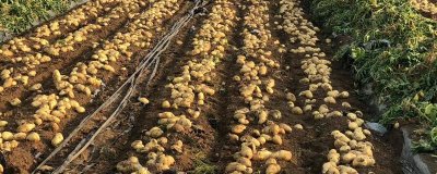 七月份能种土豆吗，气温高不宜种植土豆