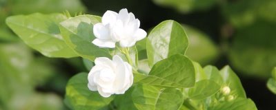 茉莉的种植方法,是一种攀援灌木植物